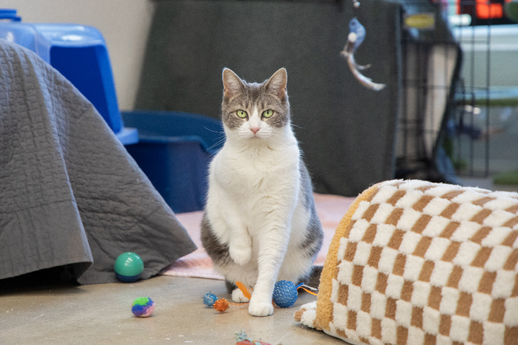Sage, an adoptable American Shorthair, Domestic Short Hair in Napa, CA, 94559 | Photo Image 4