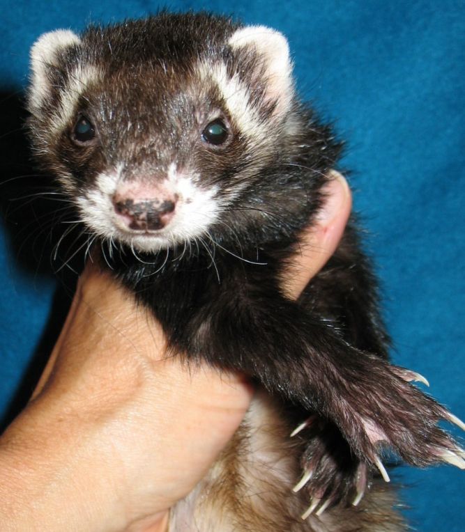 Petfinder ferret store