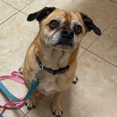 Tank, an adoptable Puggle in Miami, FL, 33179 | Photo Image 1