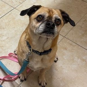 Senior pugs hot sale for adoption