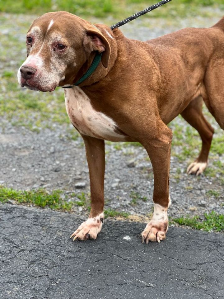 Mikey, an adoptable Hound & Pit Bull Terrier Mix in Unionville, CT_image-4