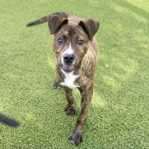Lamar Brindle