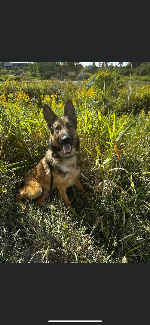 Max, an adoptable German Shepherd Dog in Carleton, MI_image-1