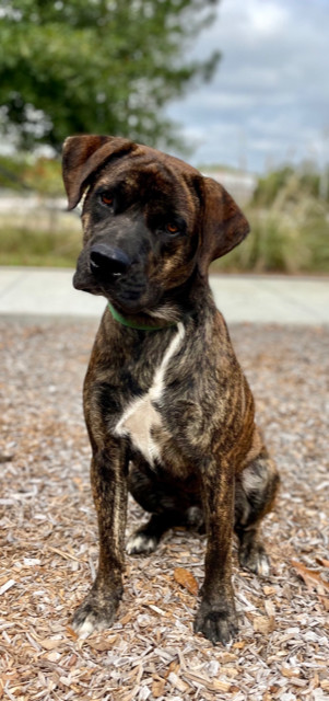 Rex (2023), an adoptable Mixed Breed in Mobile, AL, 36608 | Photo Image 1