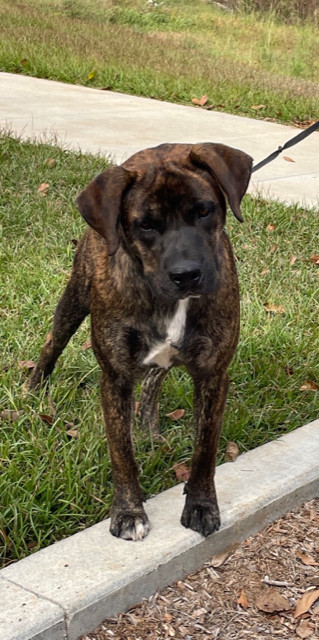 Rex (2023), an adoptable Mixed Breed in Mobile, AL, 36608 | Photo Image 2