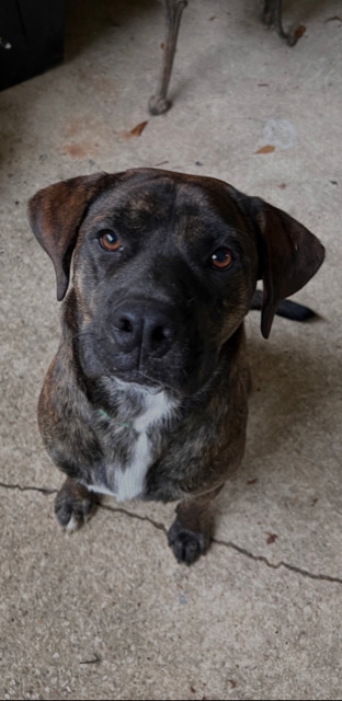 Rex (2023), an adoptable Mixed Breed in Mobile, AL, 36608 | Photo Image 3