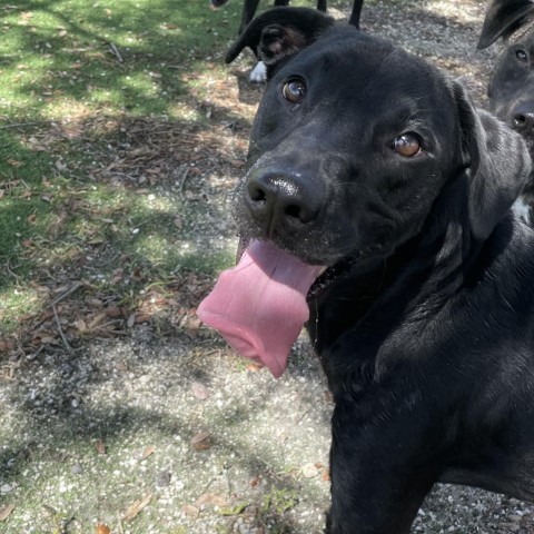 Pancake, an adoptable Black Labrador Retriever in Ocala, FL_image-3