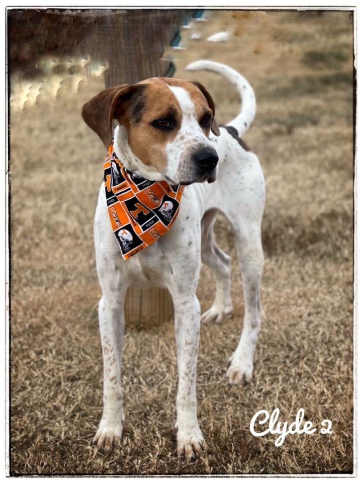 Clyde2, an adoptable Treeing Walker Coonhound in Maryville, TN_image-4