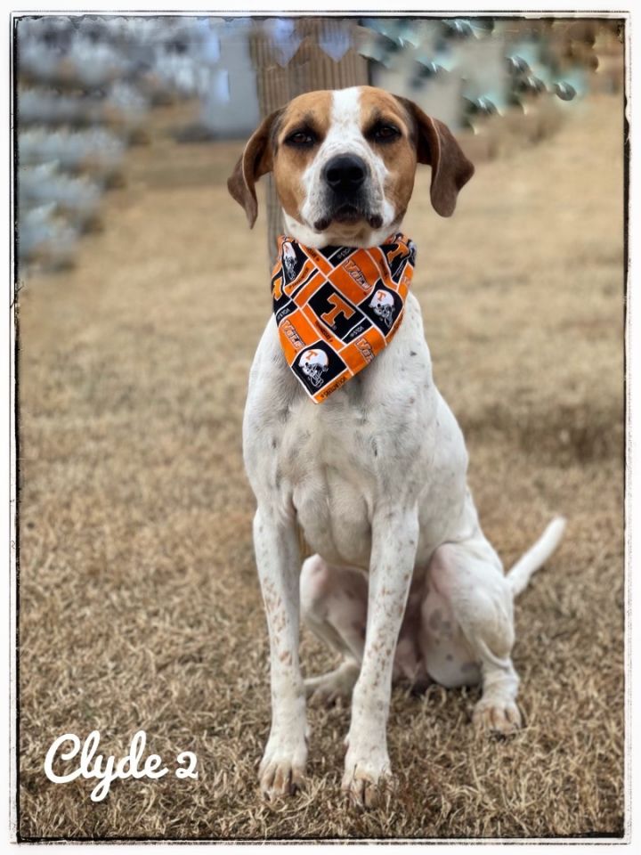 Clyde2, an adoptable Treeing Walker Coonhound in Maryville, TN_image-6