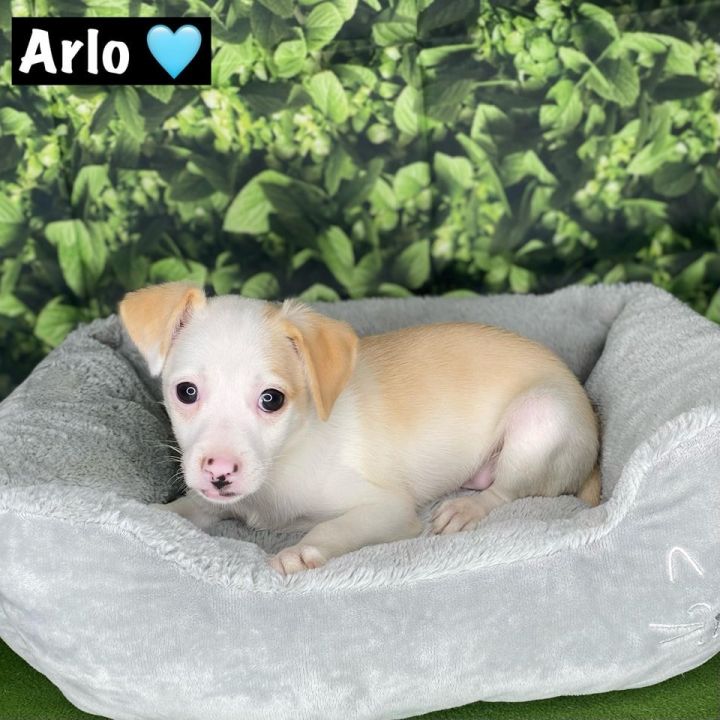 Arlo, an adoptable Terrier & Chihuahua Mix in Modesto, CA_image-1