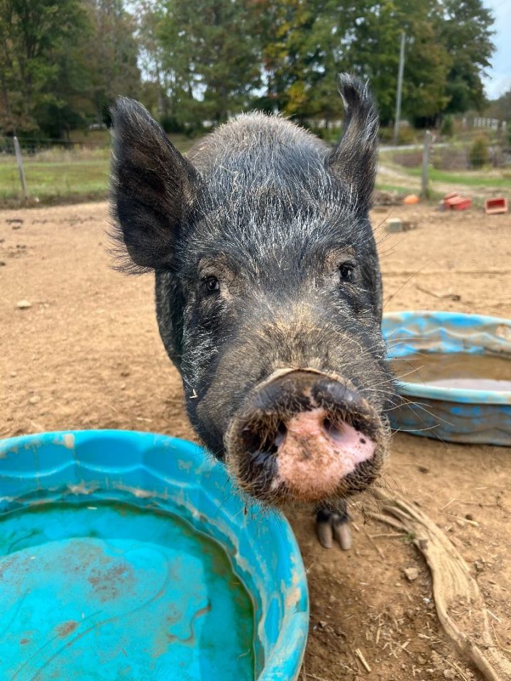 Frank, an adoptable Pig in Pittsboro, NC_image-1