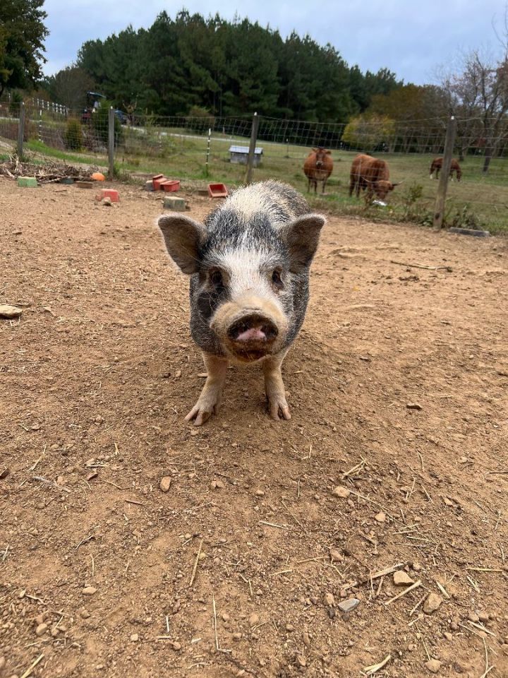 The 4 pig brothers, an adoptable Pot Bellied in Pittsboro, NC_image-3