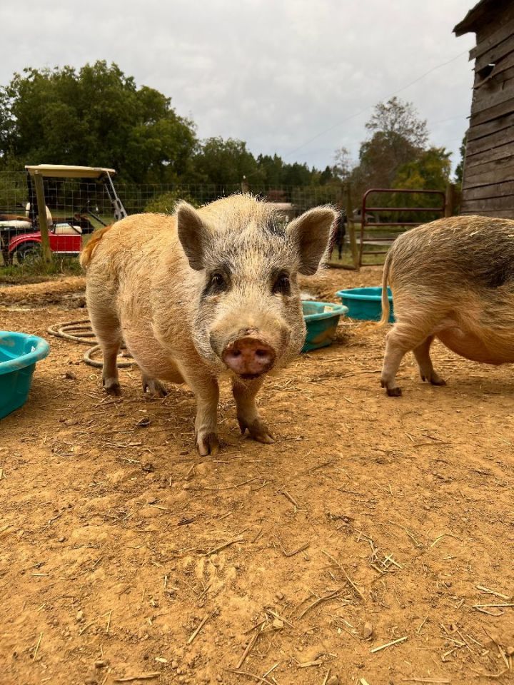 The 4 pig brothers 4