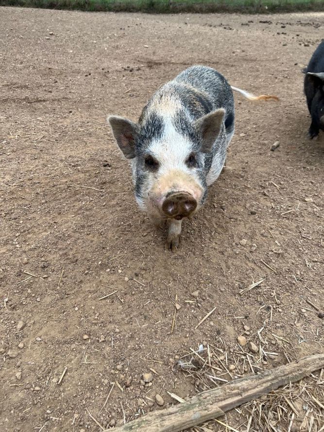 The 4 pig brothers