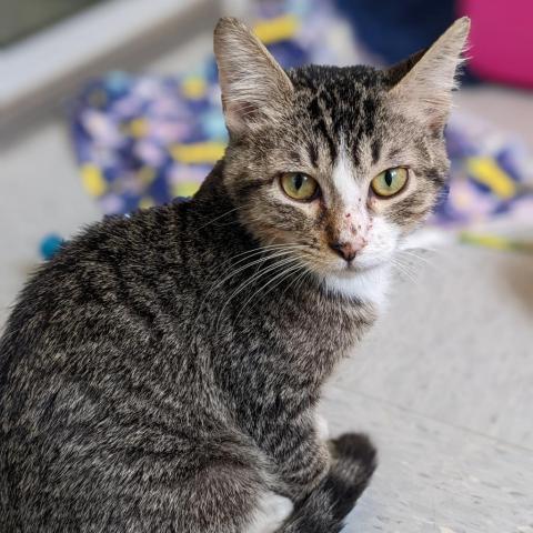 Bao'd Up, an adoptable Domestic Short Hair in Austin, TX, 78704 | Photo Image 1