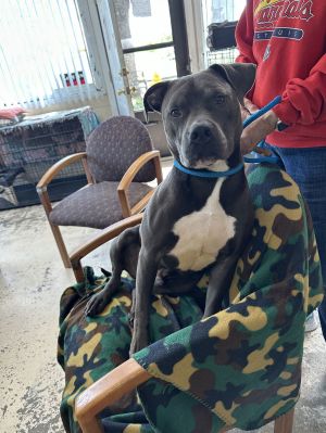 Bo, Adult Male Pit Bull Terrier