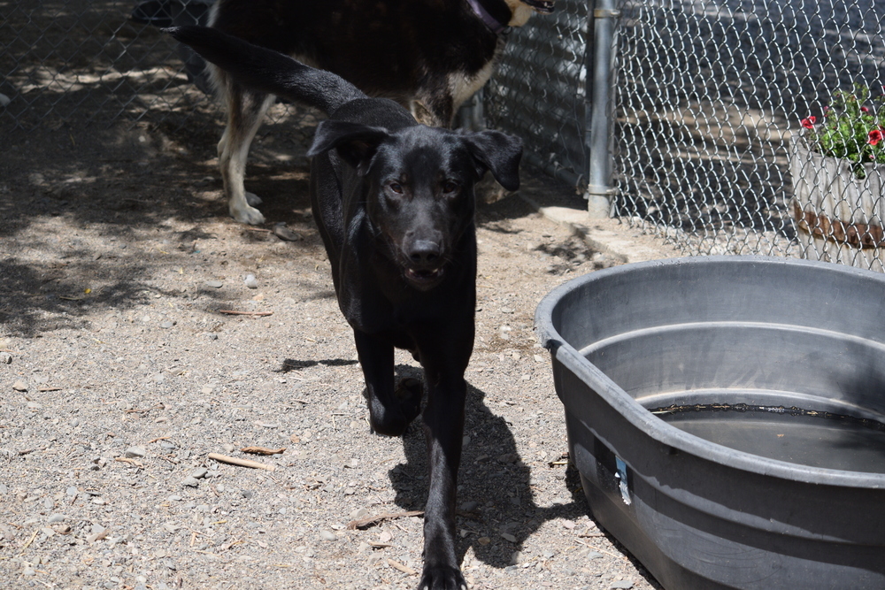 Sam, an adoptable Labrador Retriever in Salmon, ID, 83467 | Photo Image 1
