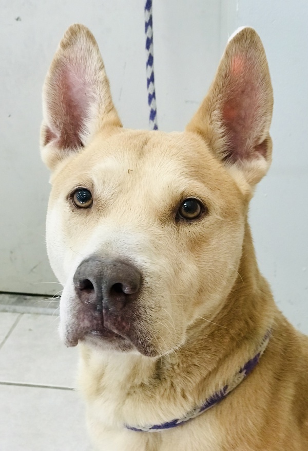 Shar pei best sale and husky mix