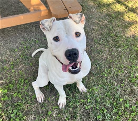DUCKIE, an adoptable Pit Bull Terrier in Norfolk, VA, 23502 | Photo Image 1
