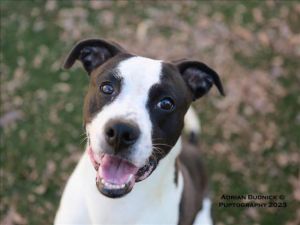 Carver best sale pitbull puppies