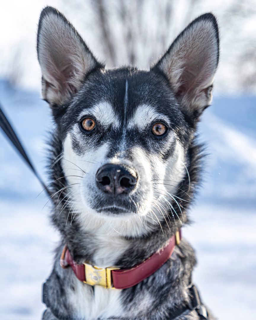 Bandit, an adoptable Husky in laval, QC, h7w 3x1 | Photo Image 1