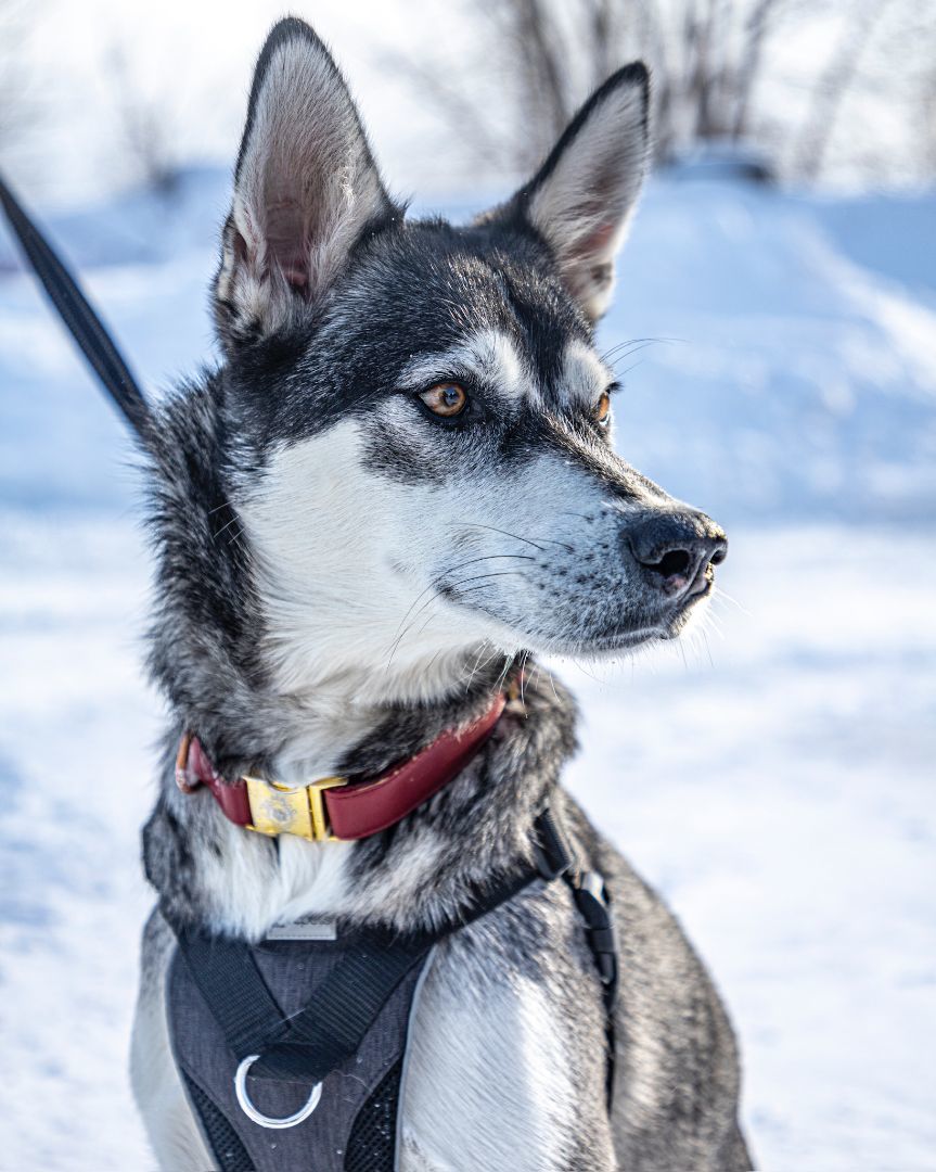 Bandit, an adoptable Husky in laval, QC, h7w 3x1 | Photo Image 6