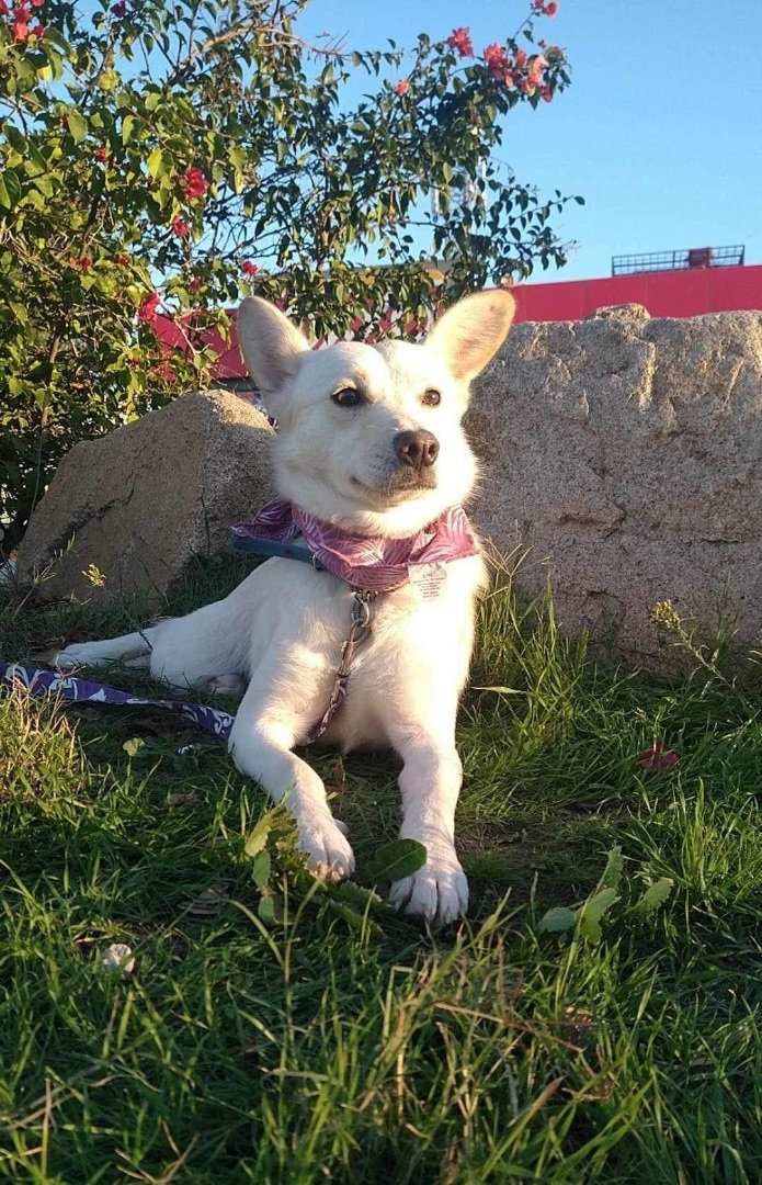 Alaska, an adoptable Carolina Dog, Papillon in Chula Vista, CA, 91911 | Photo Image 2