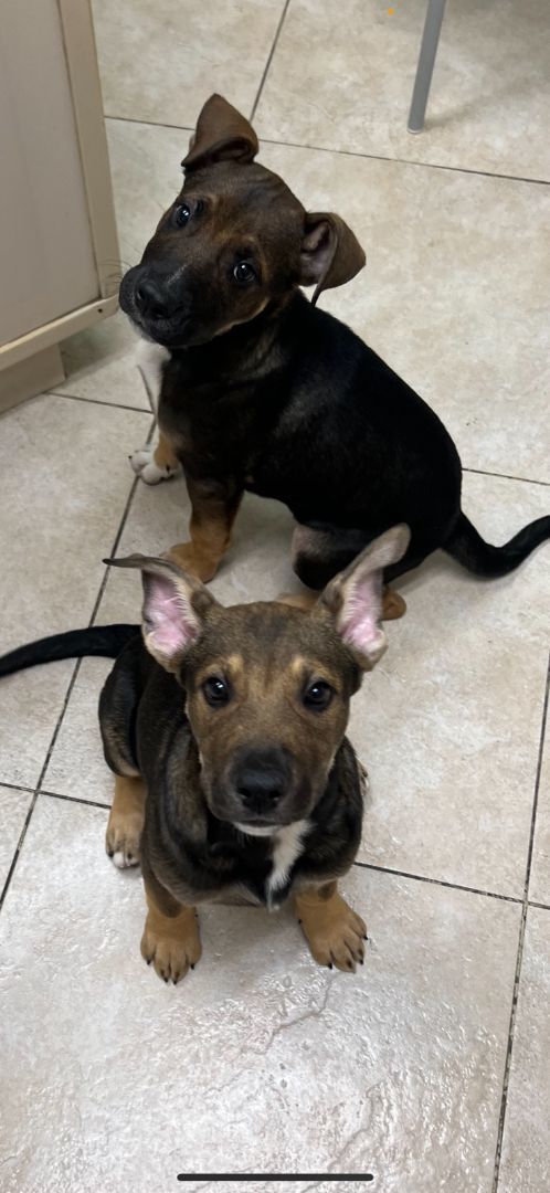 German shepherd hot sale puppies petfinder