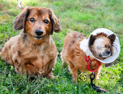 Dog for adoption - Tucker, a Mixed Breed in West Chester, PA