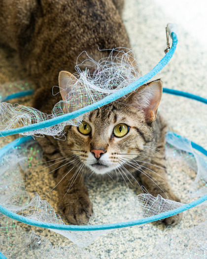 Elephant, an adoptable Domestic Short Hair in Pequot Lakes, MN, 56472 | Photo Image 1