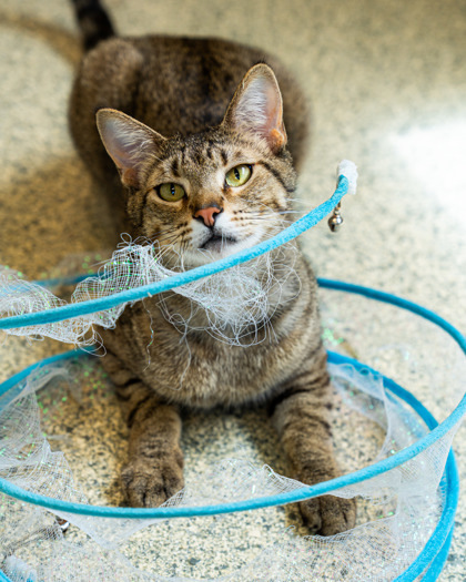 Elephant, an adoptable Domestic Short Hair in Pequot Lakes, MN, 56472 | Photo Image 2
