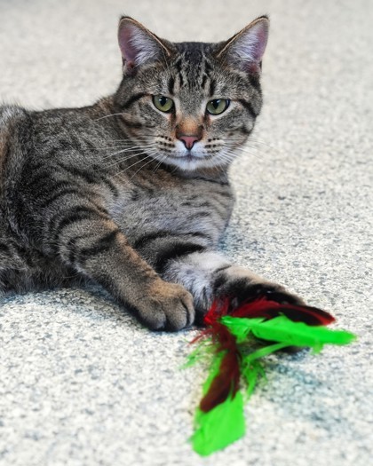 Elephant, an adoptable Domestic Short Hair in Pequot Lakes, MN, 56472 | Photo Image 3