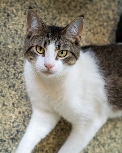 Elk, an adoptable Domestic Short Hair in Pequot Lakes, MN, 56472 | Photo Image 1