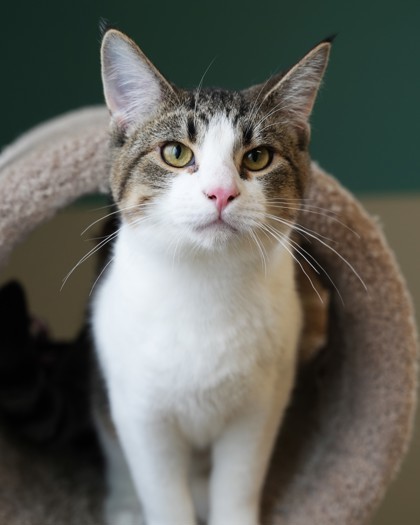 Elk, an adoptable Domestic Short Hair in Pequot Lakes, MN, 56472 | Photo Image 3