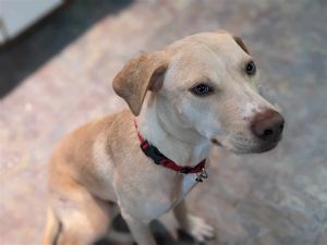 Dempsey (TX) Labrador Retriever Dog