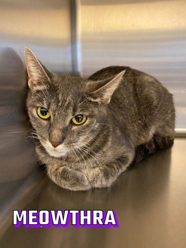 Meowthra 1