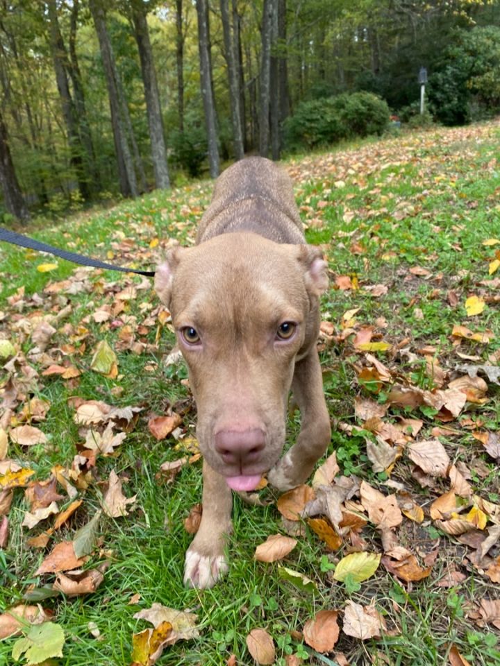 Zeke, an adoptable Terrier & Shepherd Mix in Woodbury, CT_image-2