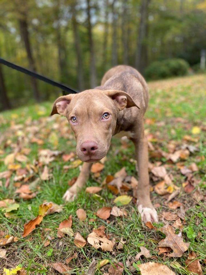 Zeke, an adoptable Terrier & Shepherd Mix in Woodbury, CT_image-1