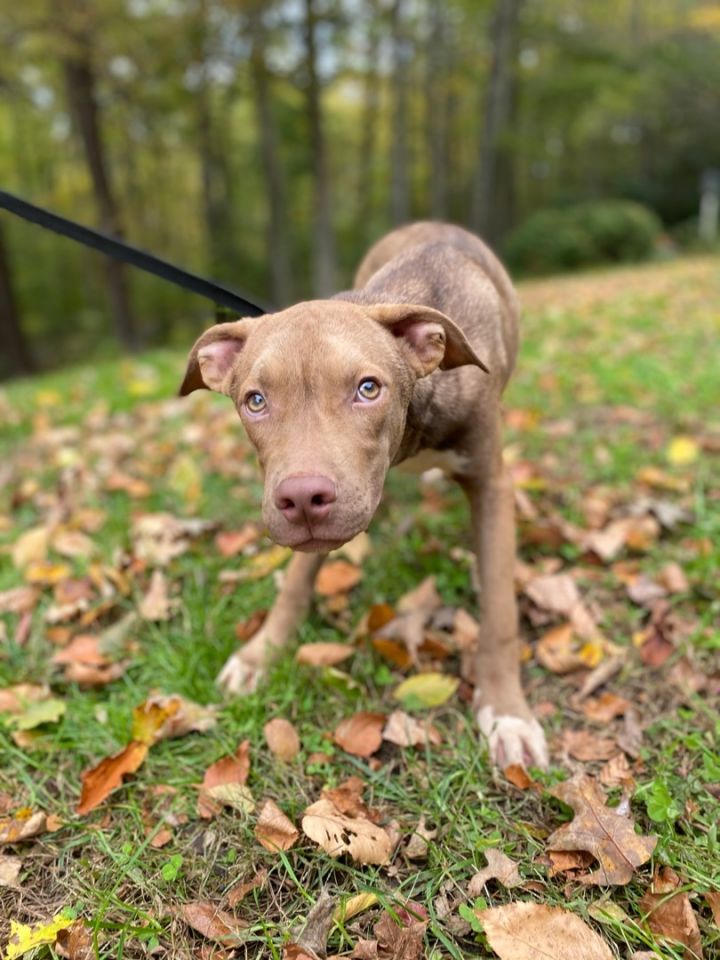 Zeke, an adoptable Terrier & Shepherd Mix in Woodbury, CT_image-3