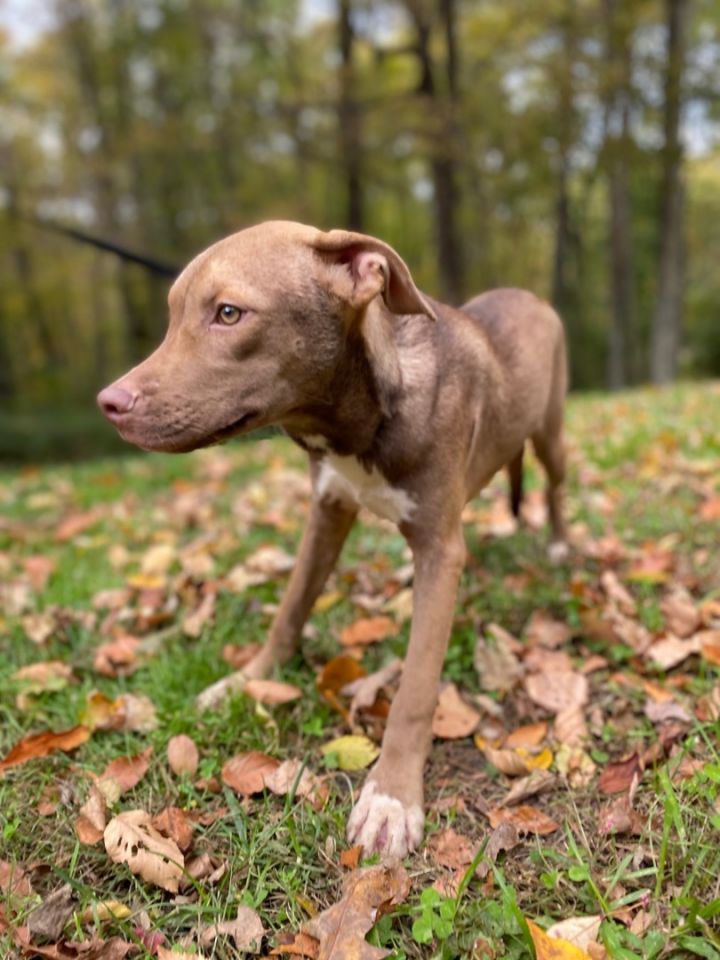 Zeke, an adoptable Terrier & Shepherd Mix in Woodbury, CT_image-6