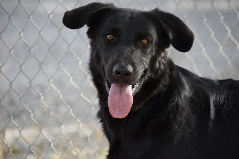 Sparky, an adoptable Labrador Retriever in Salmon, ID, 83467 | Photo Image 2