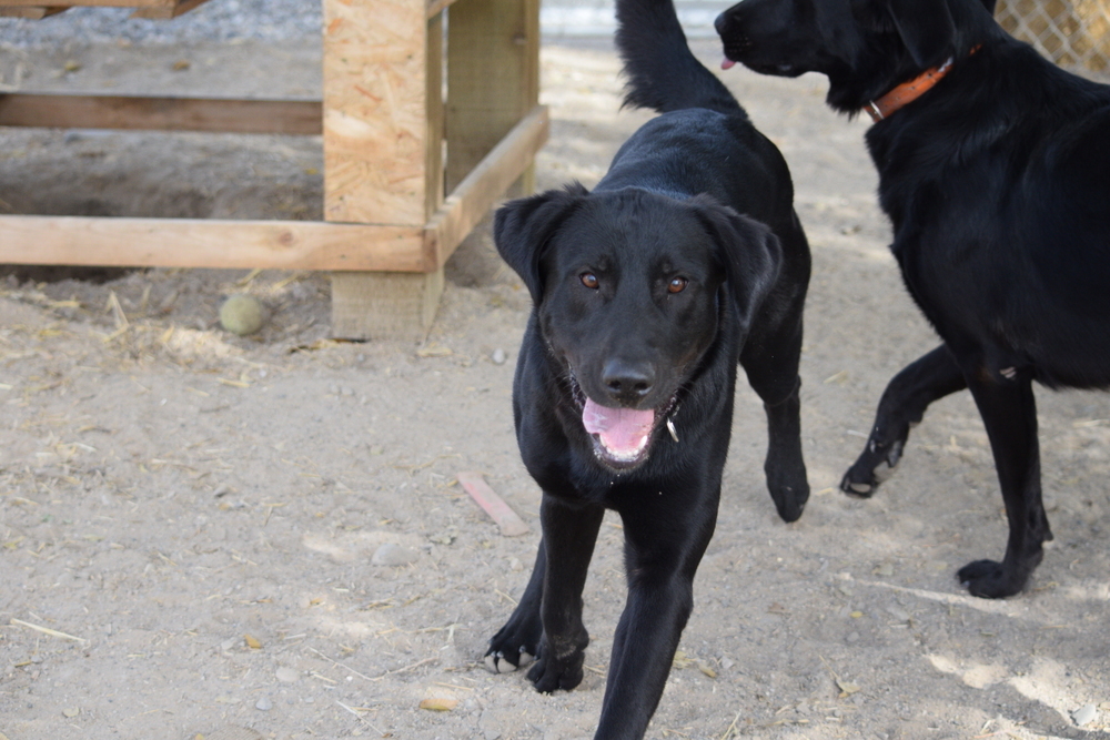 Sparky, an adoptable Labrador Retriever in Salmon, ID, 83467 | Photo Image 4