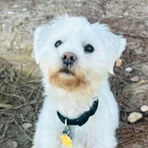 Chueco Blanco, an adoptable Maltese, Terrier in Houston, TX, 77006 | Photo Image 4