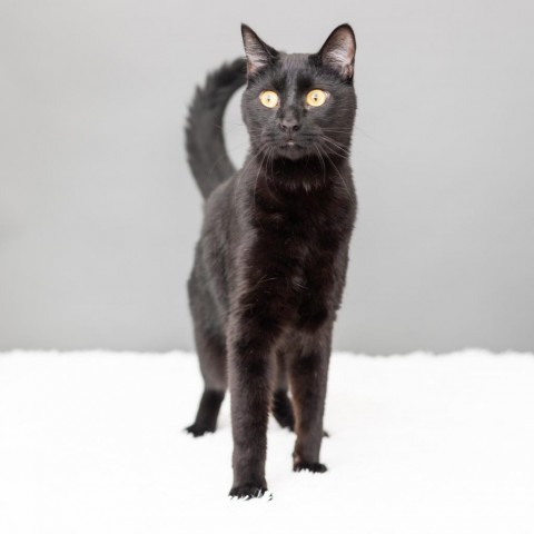 Buckwheat, an adoptable Domestic Short Hair in St. Paul, MN, 55119 | Photo Image 1