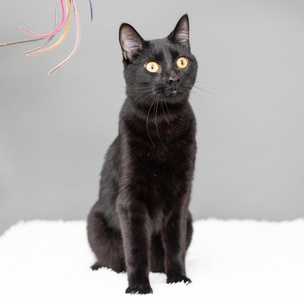 Buckwheat, an adoptable Domestic Short Hair in St. Paul, MN, 55119 | Photo Image 1