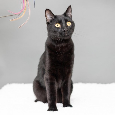 Buckwheat, an adoptable Domestic Short Hair in St. Paul, MN, 55119 | Photo Image 2