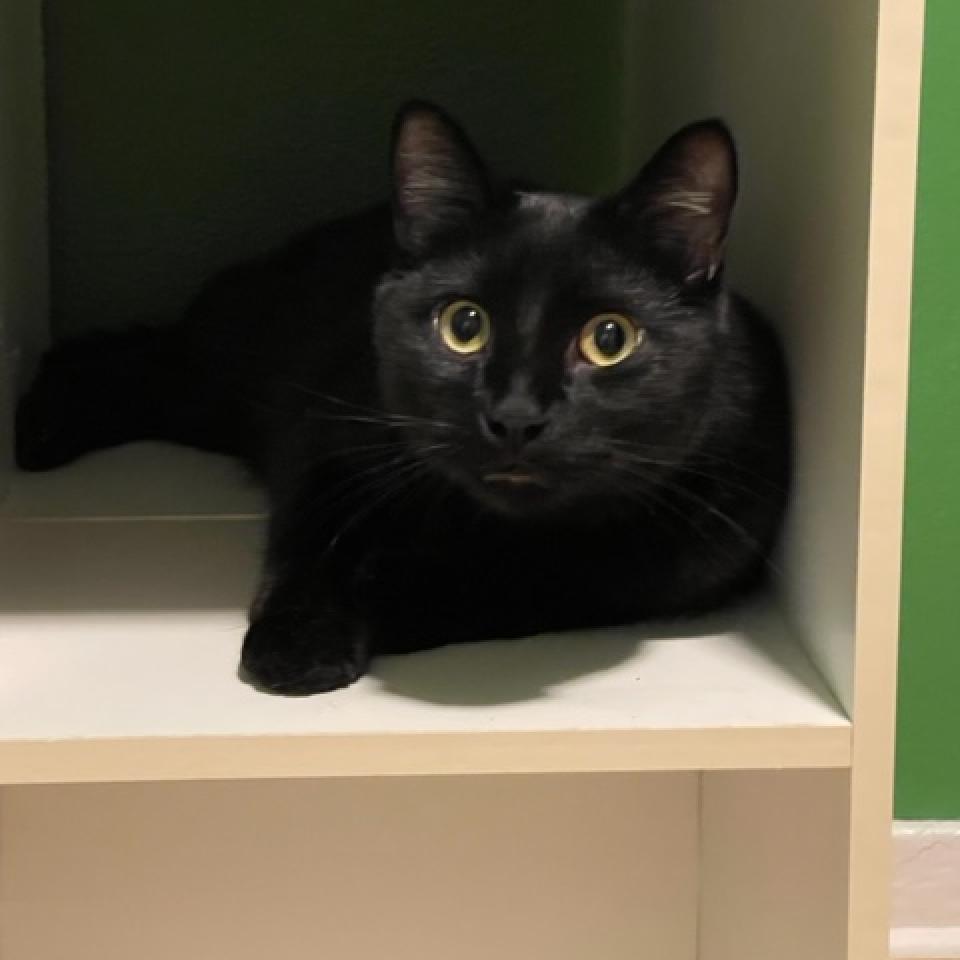 Buckwheat, an adoptable Domestic Short Hair in St. Paul, MN, 55119 | Photo Image 2