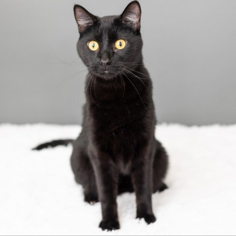 Buckwheat, an adoptable Domestic Short Hair in St. Paul, MN, 55119 | Photo Image 3