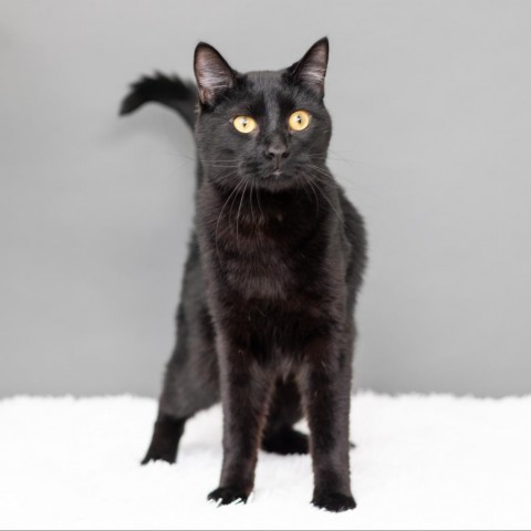 Buckwheat, an adoptable Domestic Short Hair in St. Paul, MN, 55119 | Photo Image 4