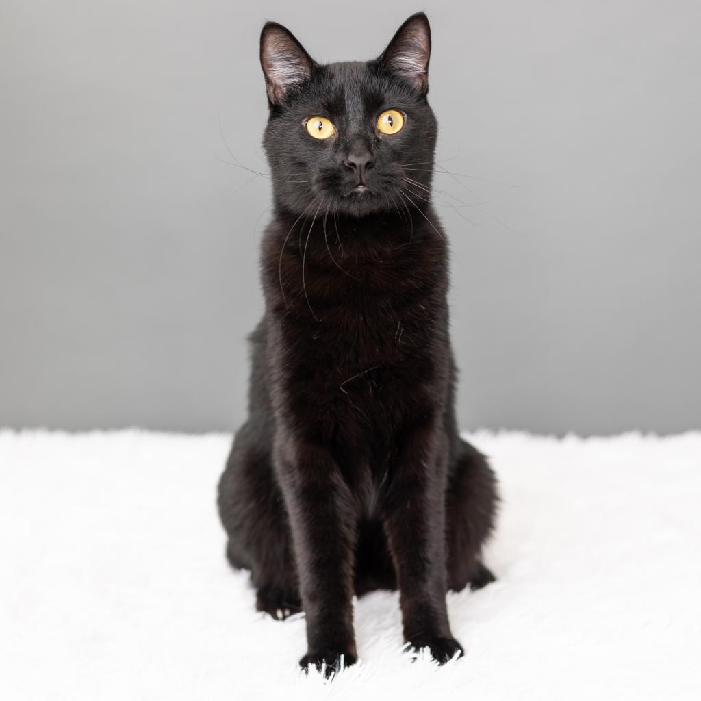 Buckwheat, an adoptable Domestic Short Hair in St. Paul, MN, 55119 | Photo Image 4